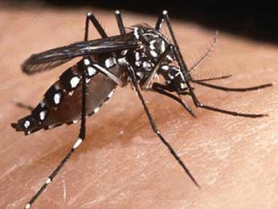 Utilidade Pública – Alerta sobre epidemia de dengue em Várzea da Palma e região