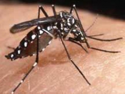 Alerta sobre a dengue: Suspeita de morte por dengue hemorrágica assusta varzeapalmenses